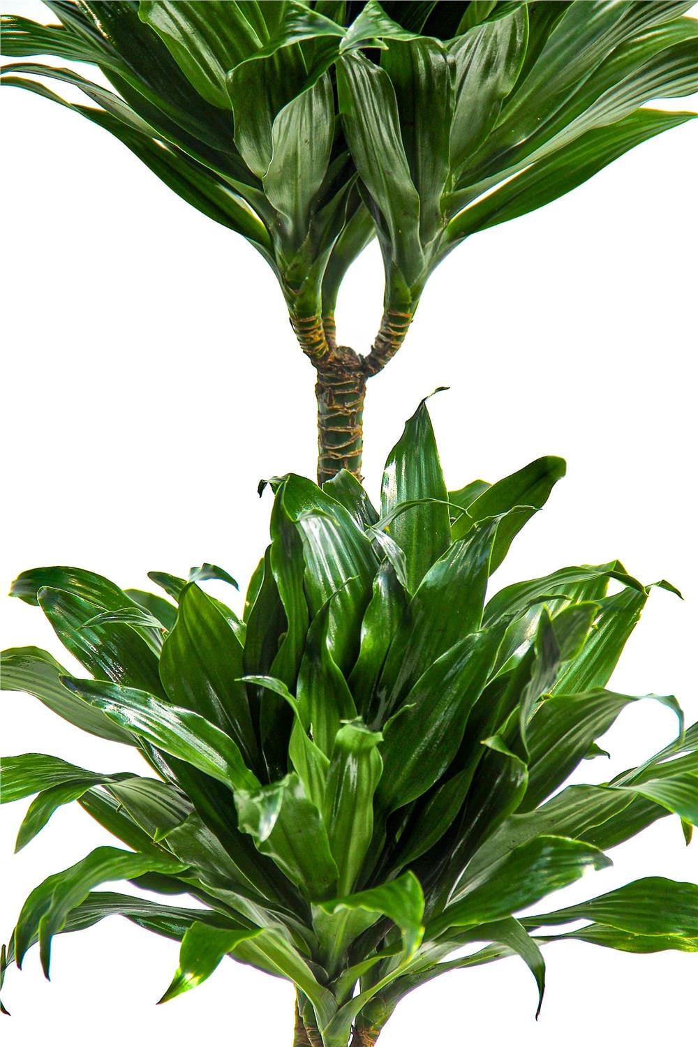 Dracaena compacta Tek Gövdeli (Drasena) 40-60cm