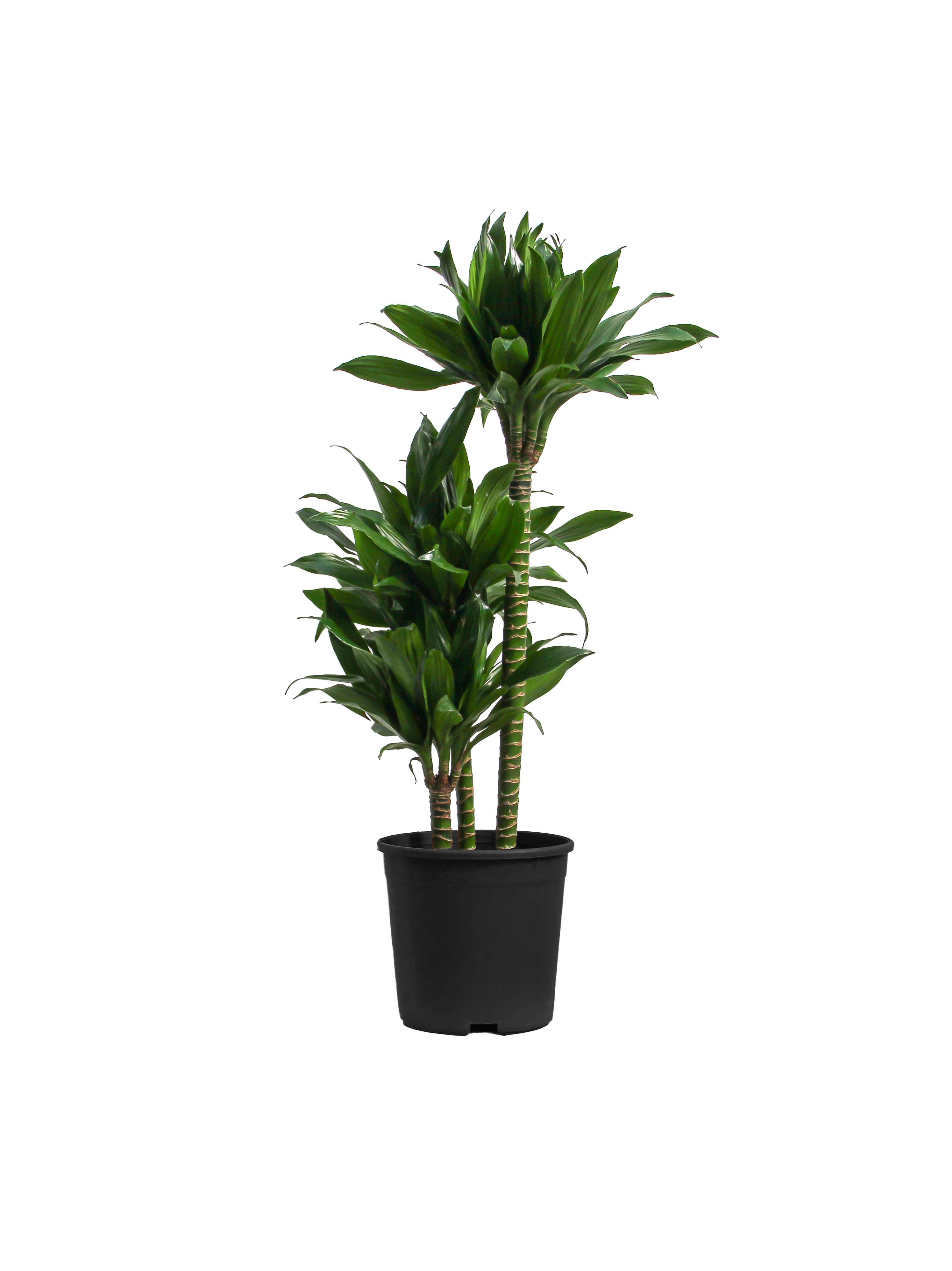 Dracena Fragrans Compacta - 3 Gövdeli Dracaena Compacta 90- 100 cm