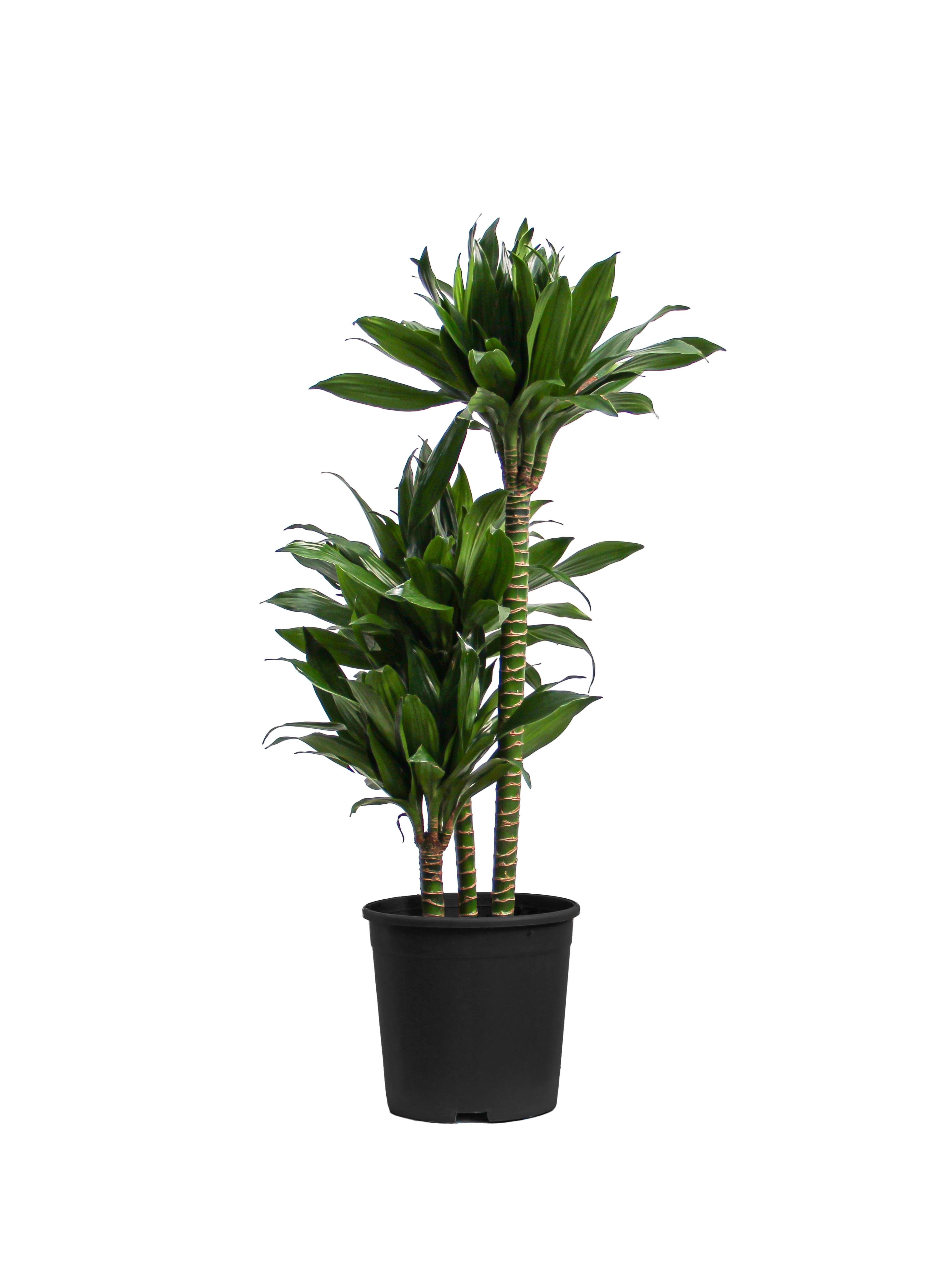 Dracena Fragrans Compacta - 3 Gövdeli Dracaena Compacta 90- 100 cm