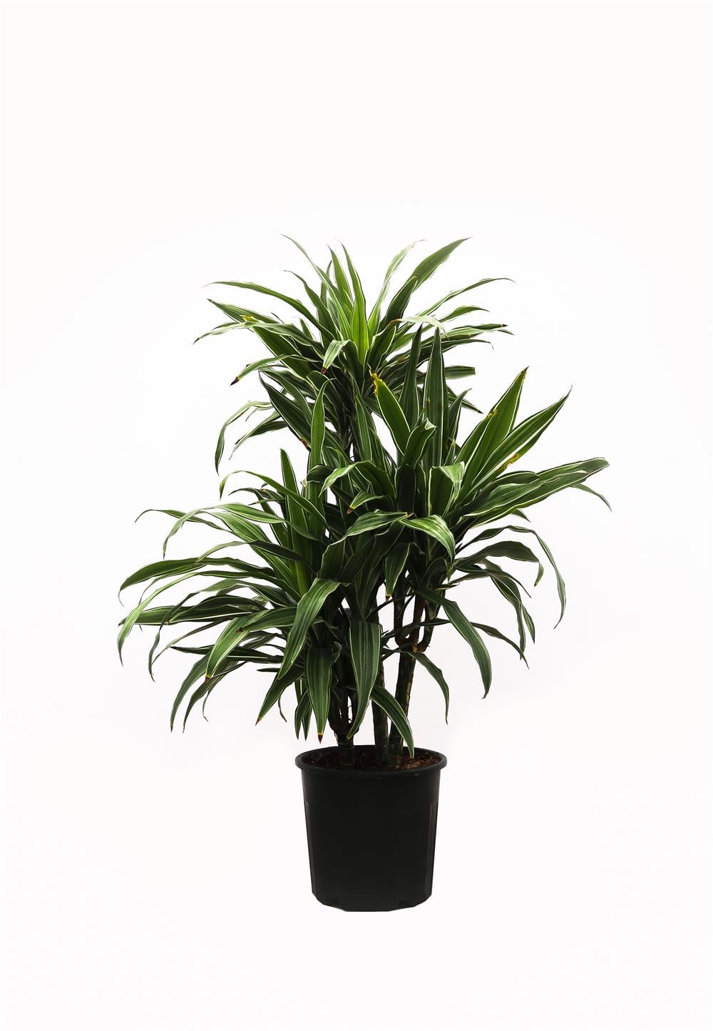 Dracena fragrans silver 60-80cm