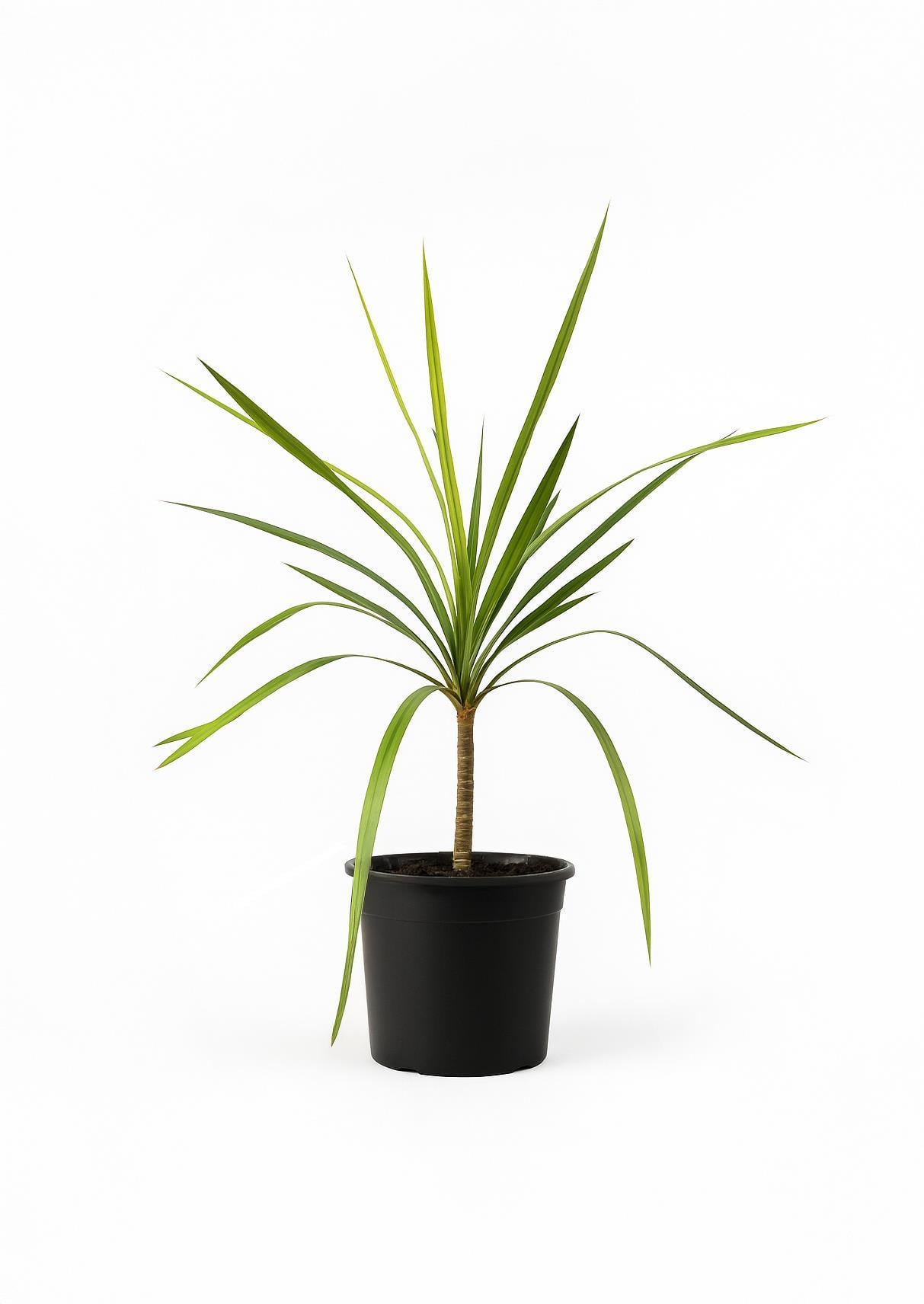 Dracena Indivisa/Dresena