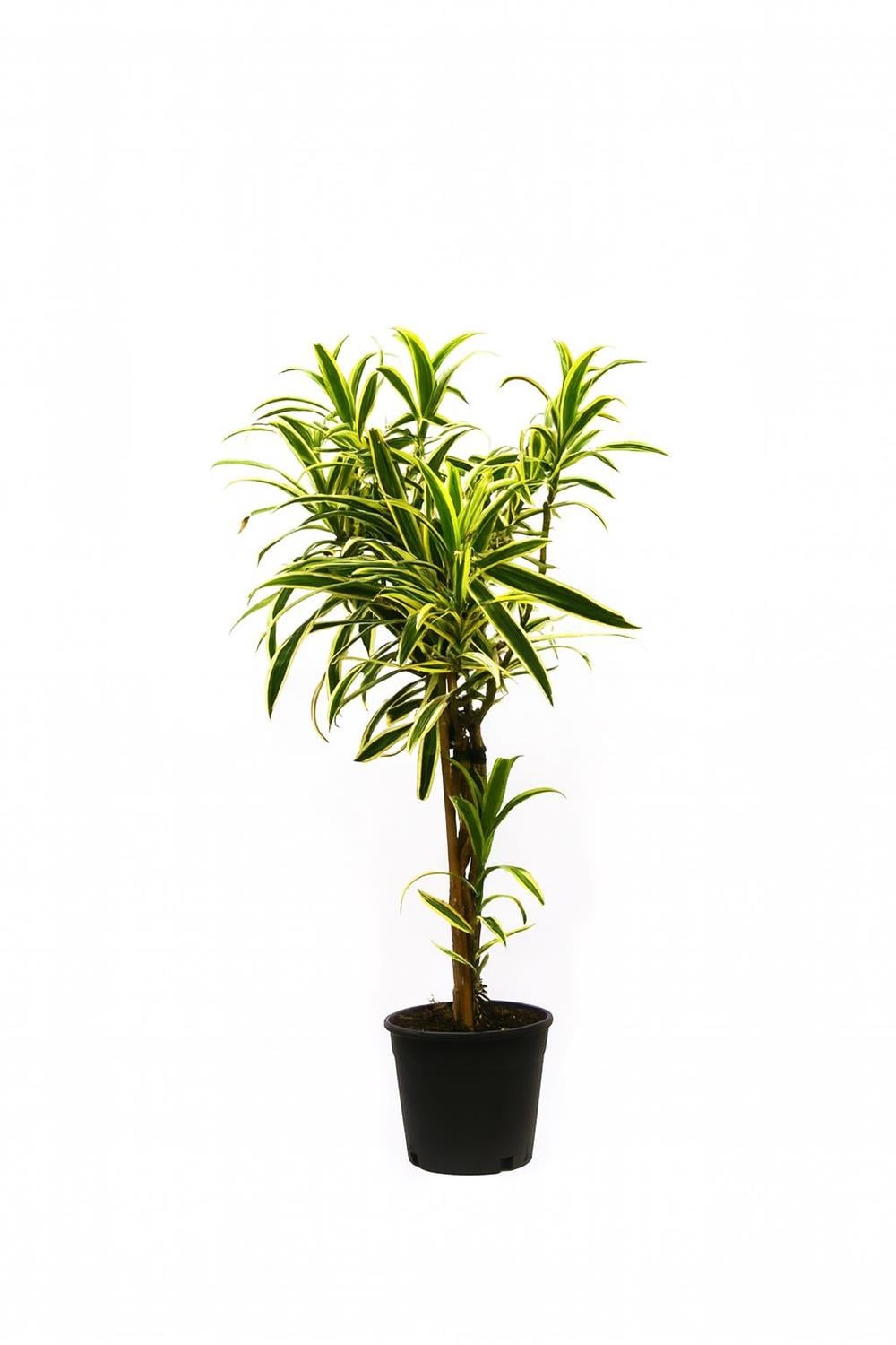Dracena reflexa variegata 80-100CM