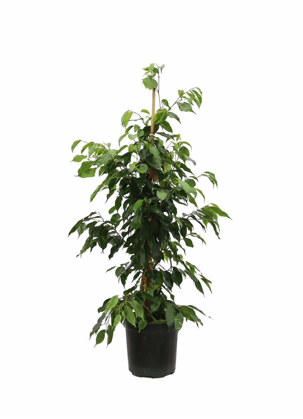 Ficus benjamin daniella-Yeşil Benjamin 100-120