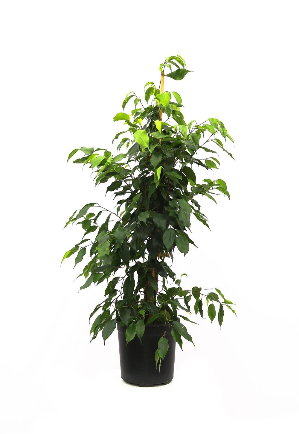 Ficus benjamin daniella-Yeşil Benjamin 100-120
