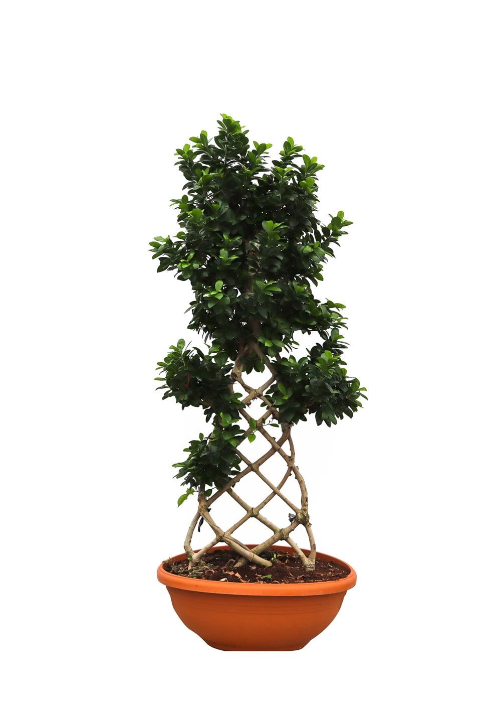 Ficus microcarpa bonsai - Örgülü bonzai 100-120 cm