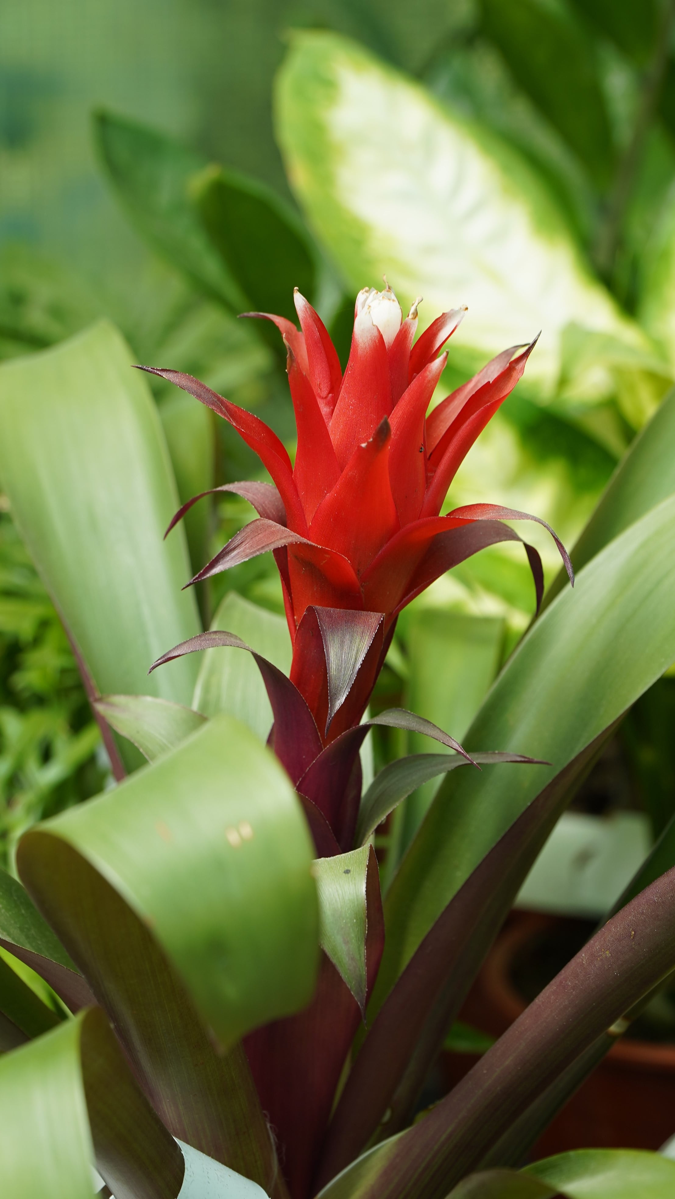 Guzmania/Guzmanya 40-60 cm