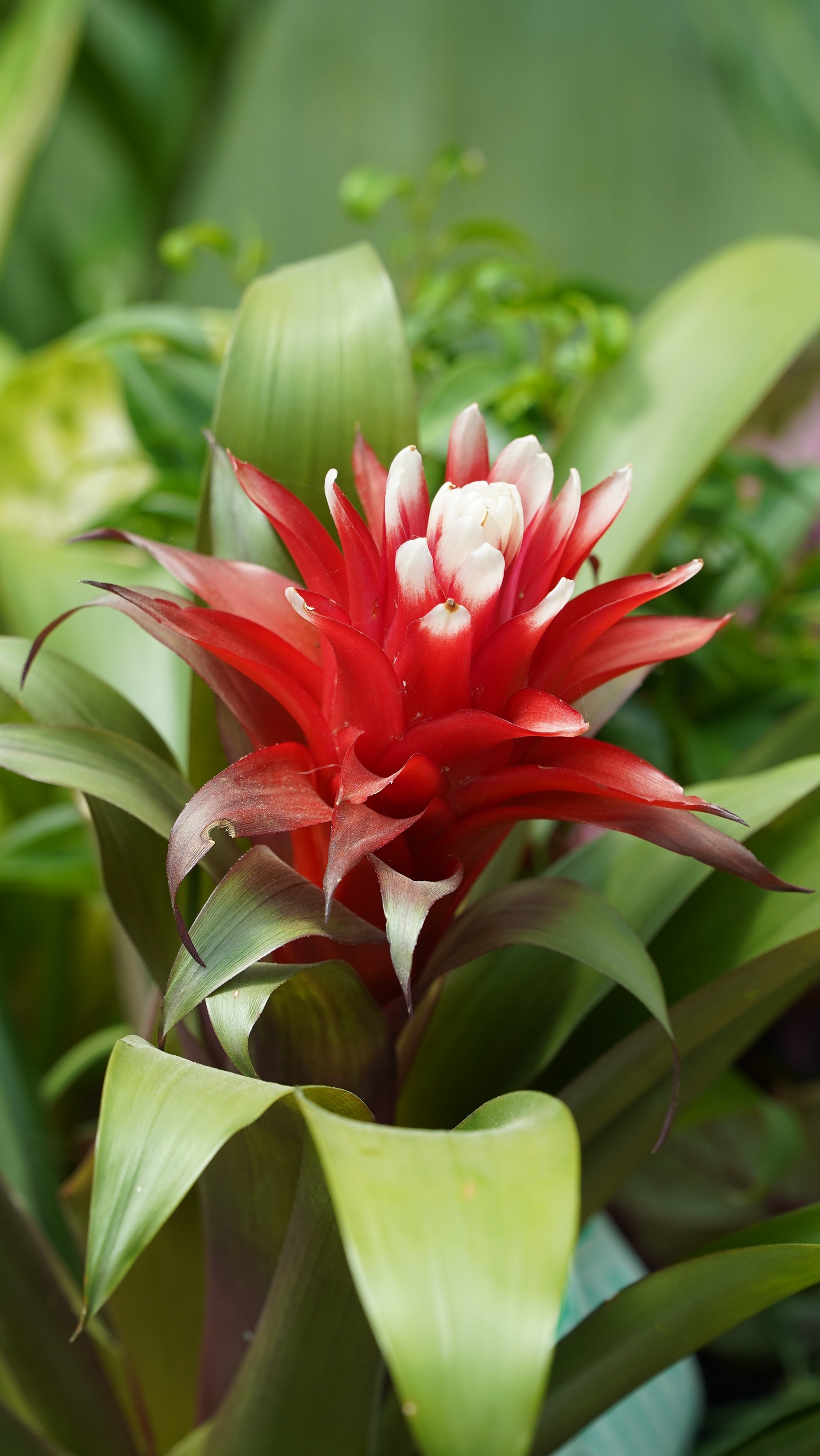 Guzmania/Guzmanya 40-60 cm