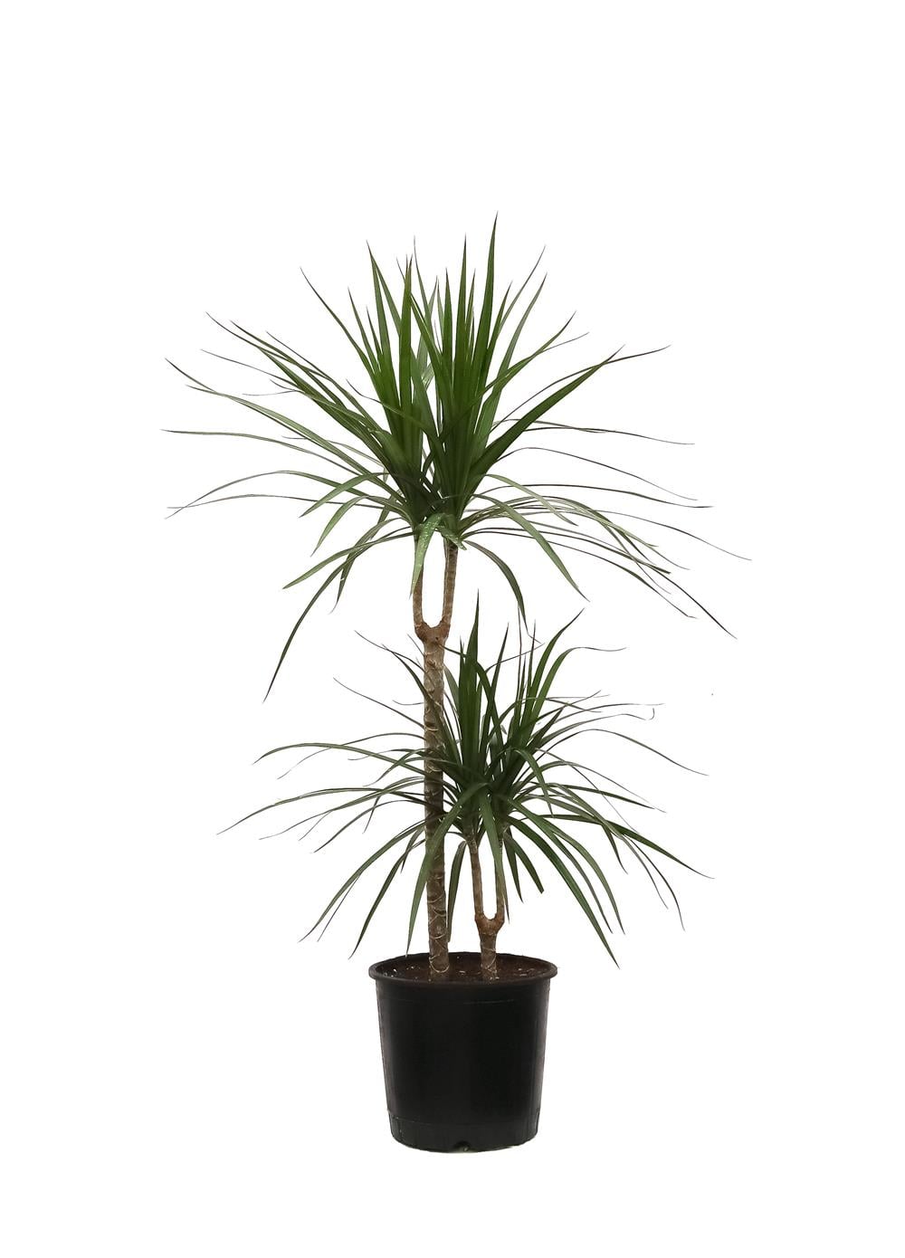 Madagaskar dragon marginata tek gövdeli 40-60cm