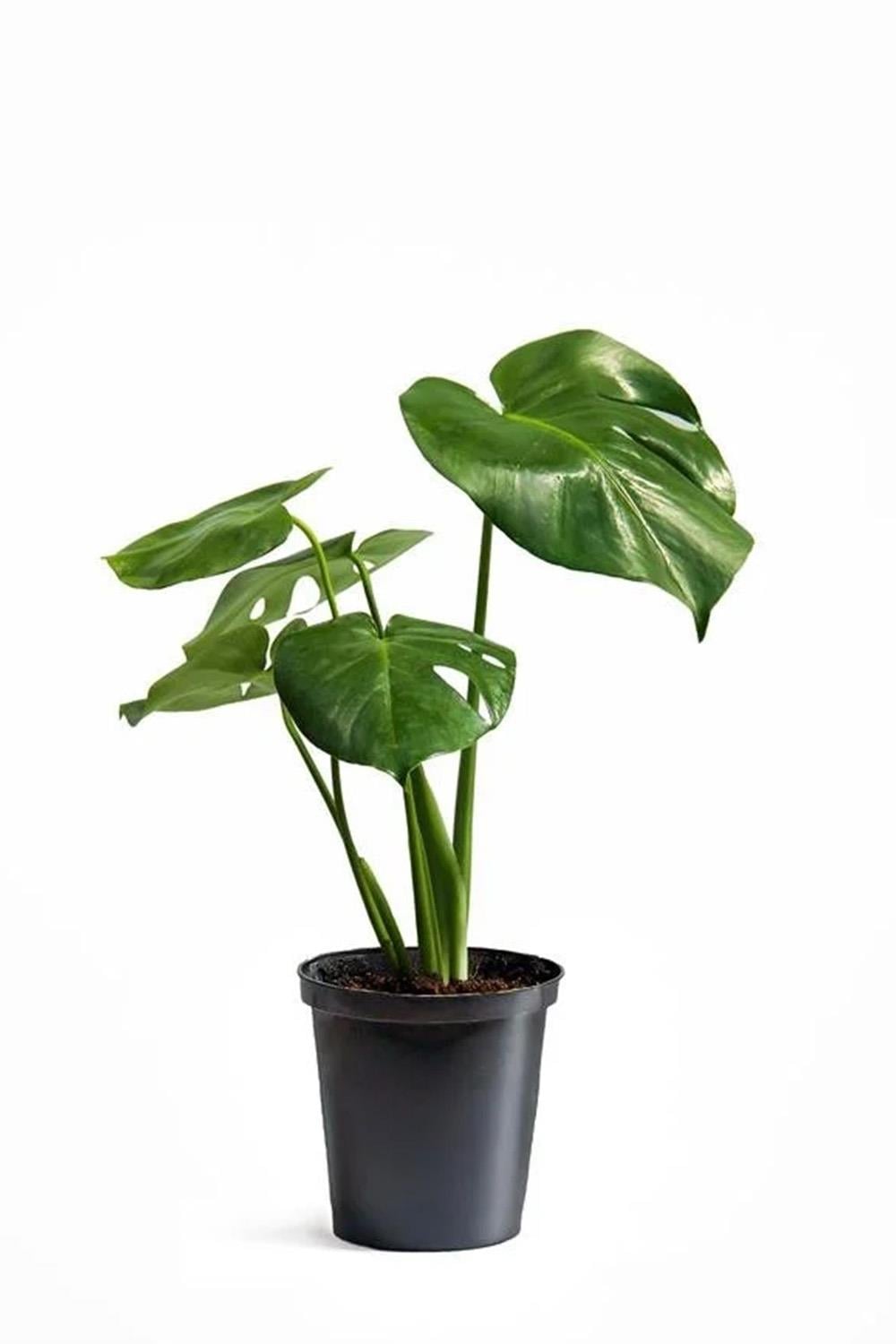 Monstera-Deve Tabanı 60-80 cm
