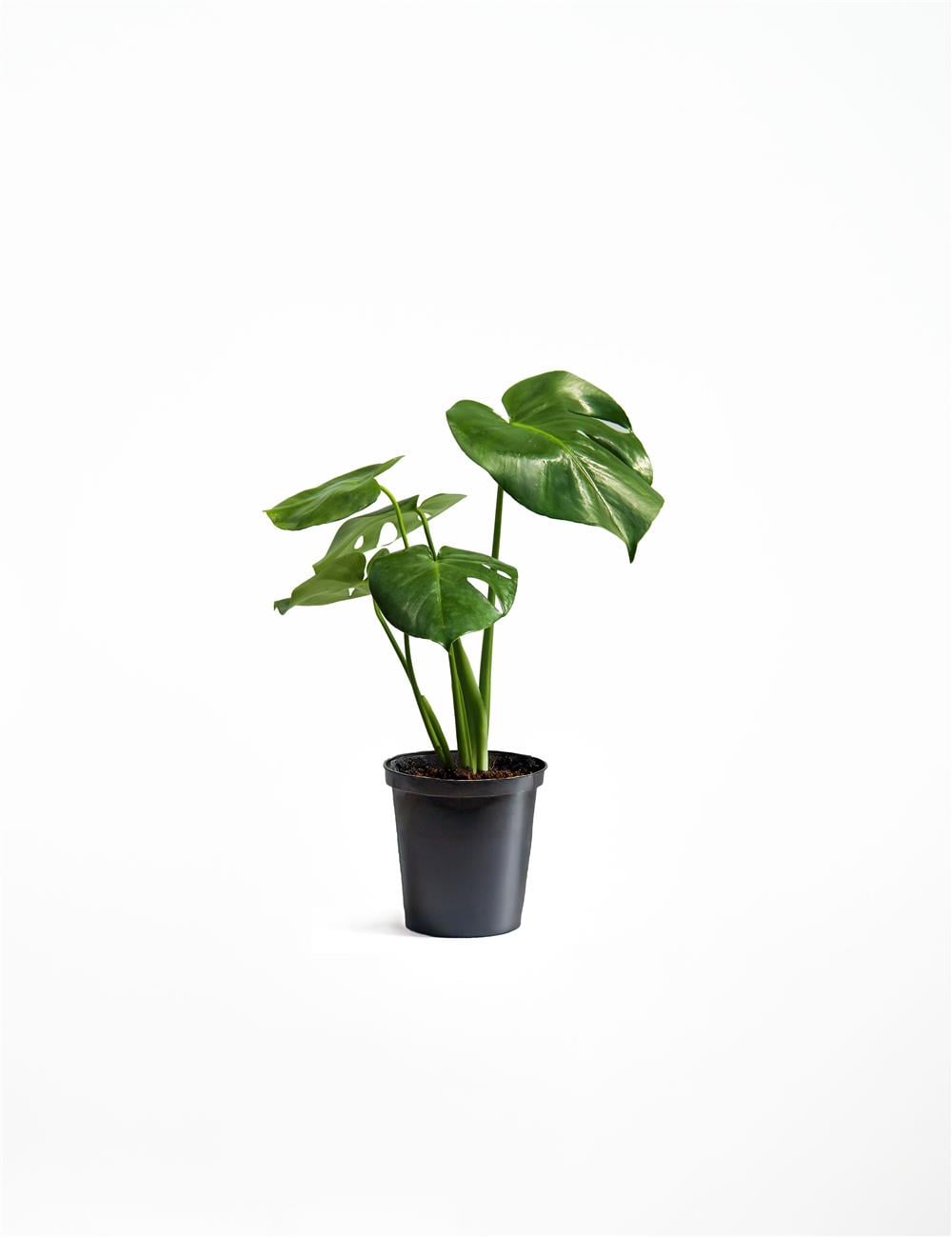 Monstera-Deve Tabanı 60-80 cm