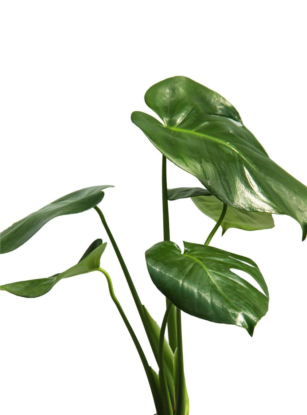 Monstera-Deve Tabanı 60-80 cm