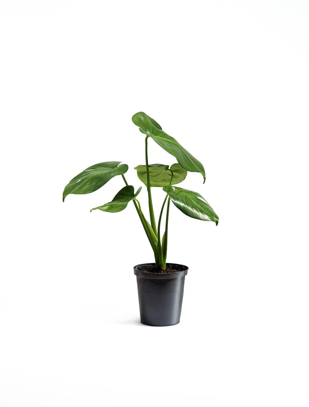 Monstera-Deve Tabanı 60-80 cm