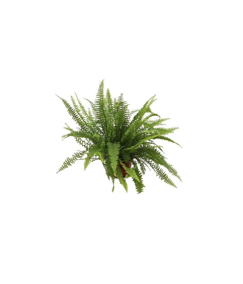 Nephrolepis exaltata-Aşk Merdiveni 20-40 cm