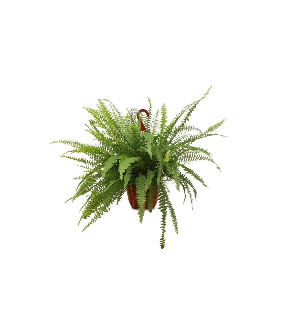 Nephrolepis exaltata-Aşk Merdiveni 20-40 cm