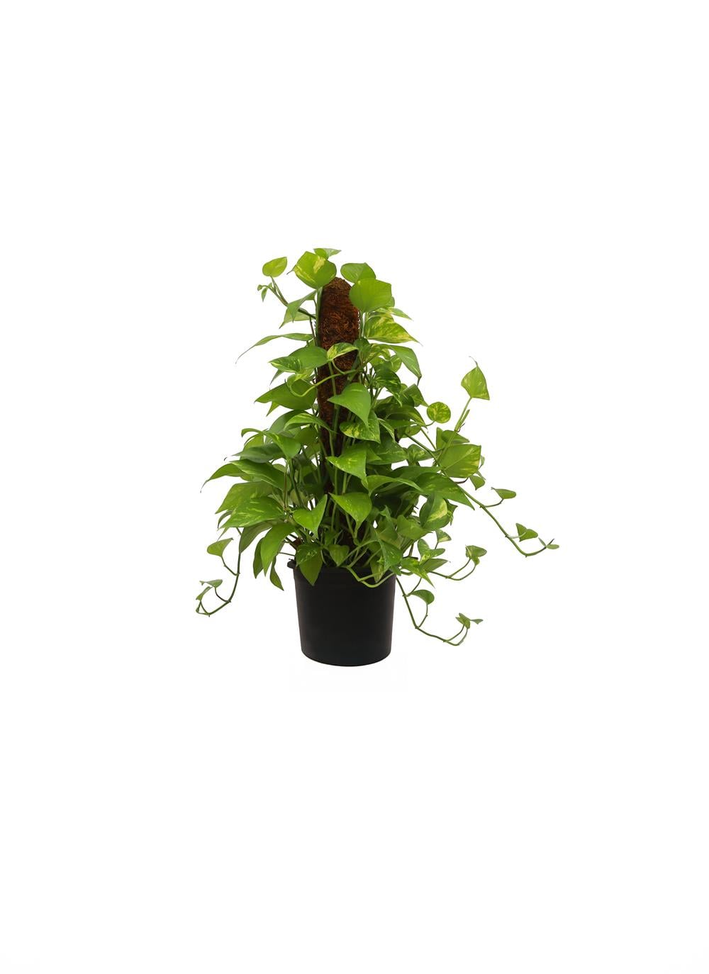 Pathos-Salon Sarmaşığı 40-60cm