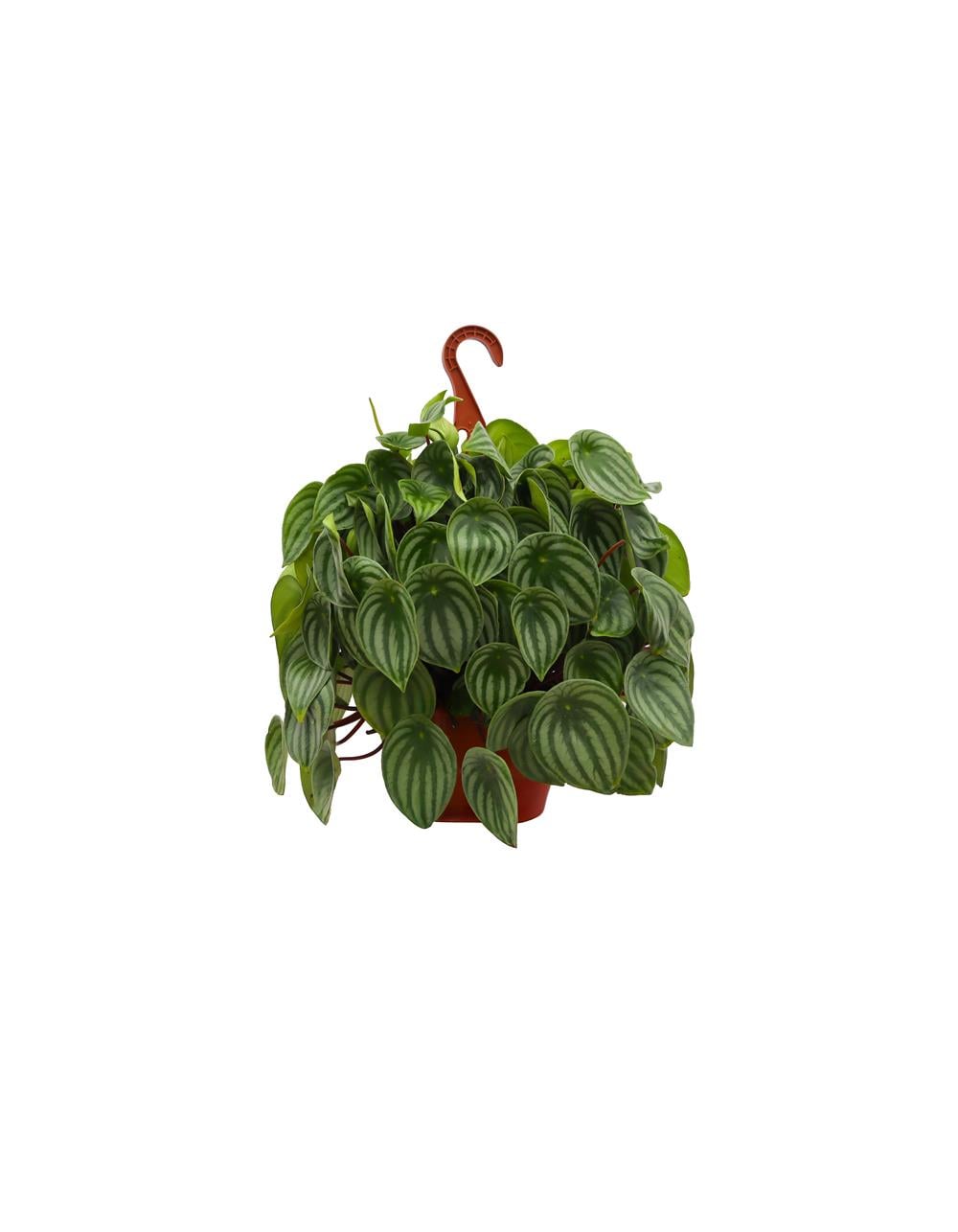 Peperomia argyreia-Zümrüt Dalgası 20-40 cm
