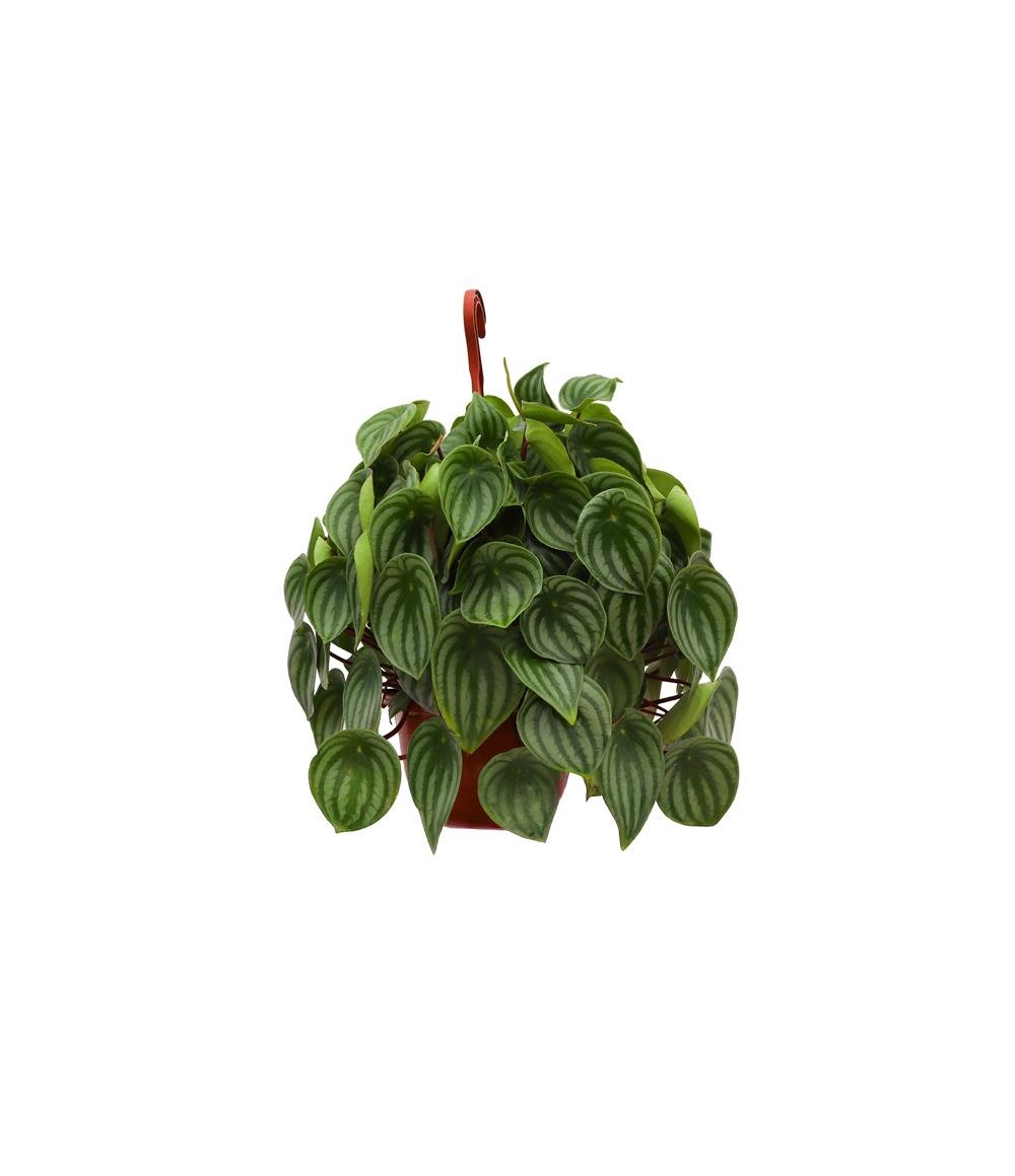 Peperomia argyreia-Zümrüt Dalgası 20-40 cm