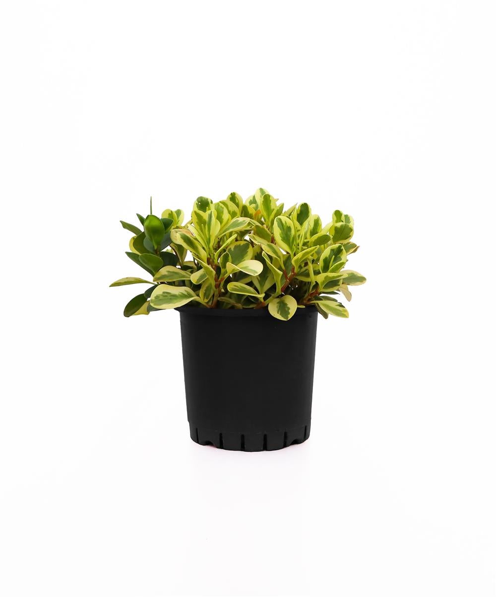 Peperomia obtusifolia veriegata- Alacalı Zümrüt Dalgası 20-40 cm