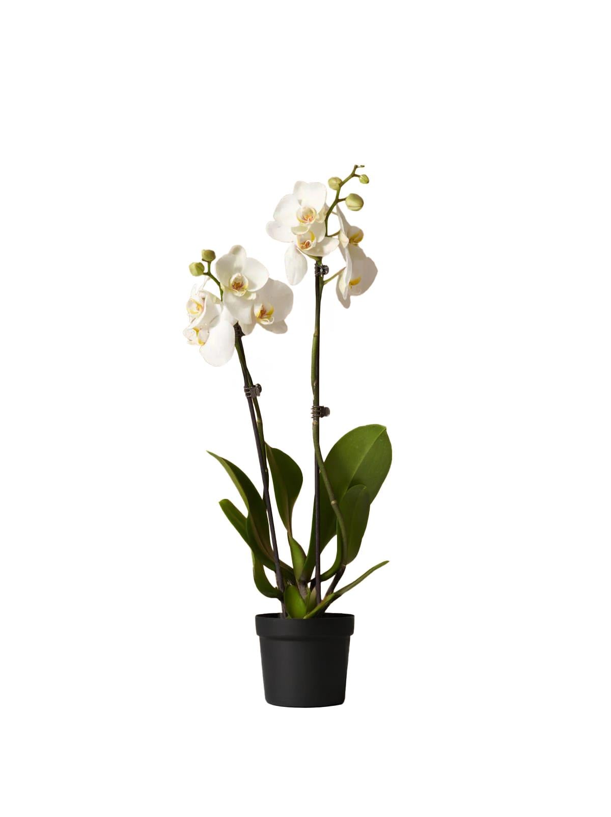 Phalaenopsis - Orkide Çift Dallı Beyaz Renk (Premium, İthal)