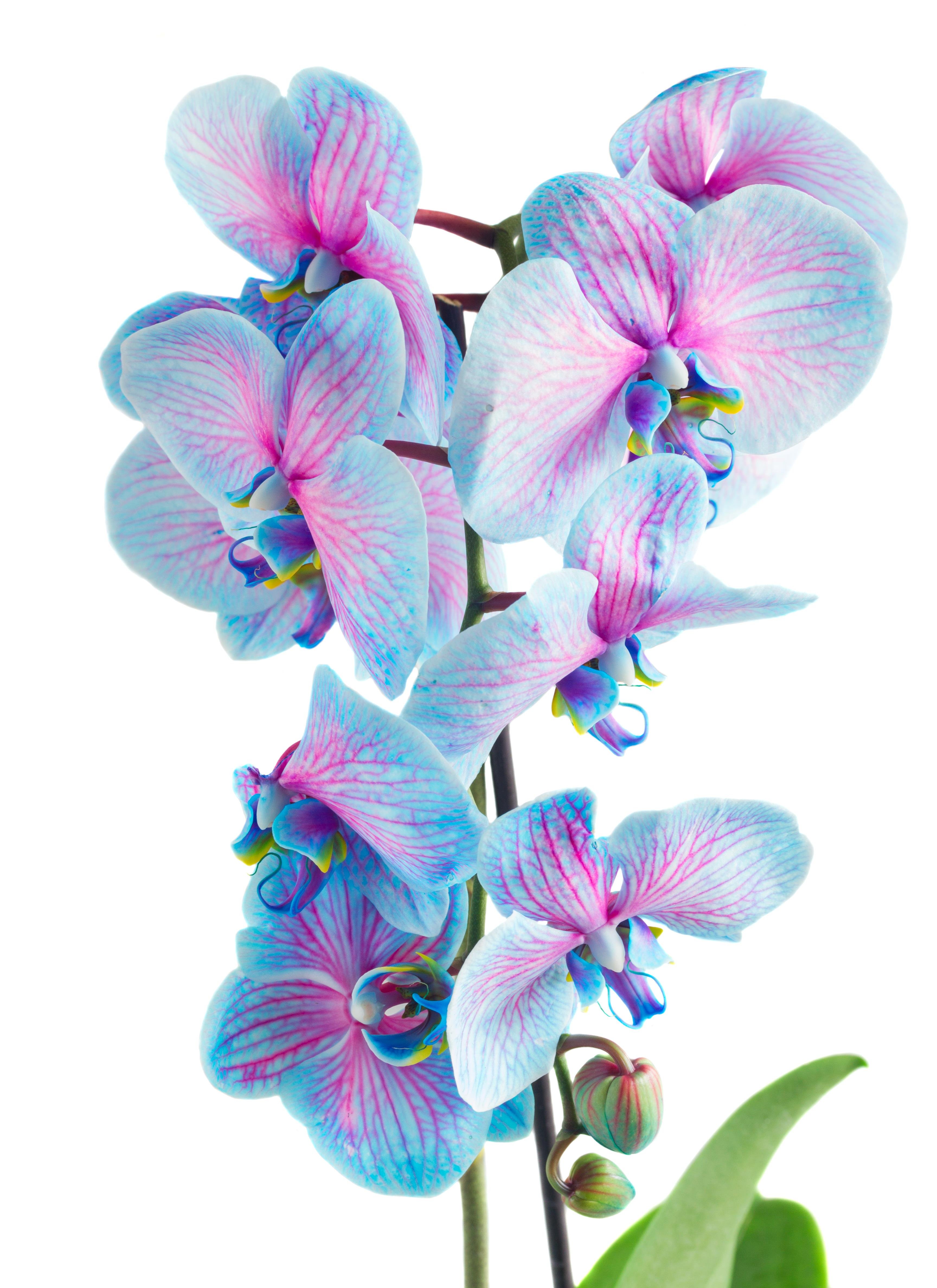 Phalaenopsis - Orkide Çift Dallı Mavi Pembe Renk (Premium, İthal)