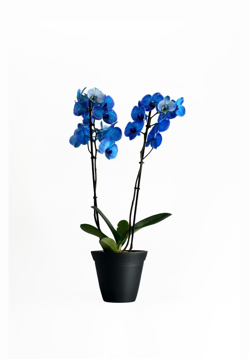Phalaenopsis - Orkide Çift Dallı Mavi Renk (Premium, İthal)