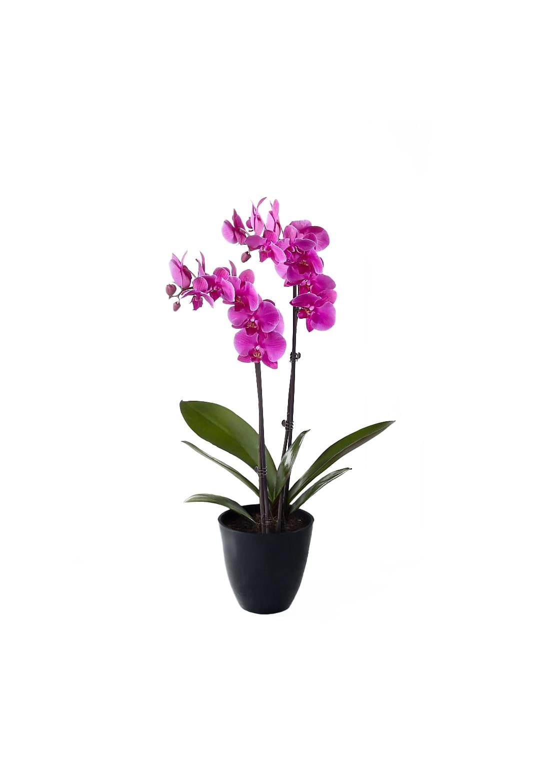 Phalaenopsis - Orkide Çift Dallı Pembe Renk (Premium, İthal)