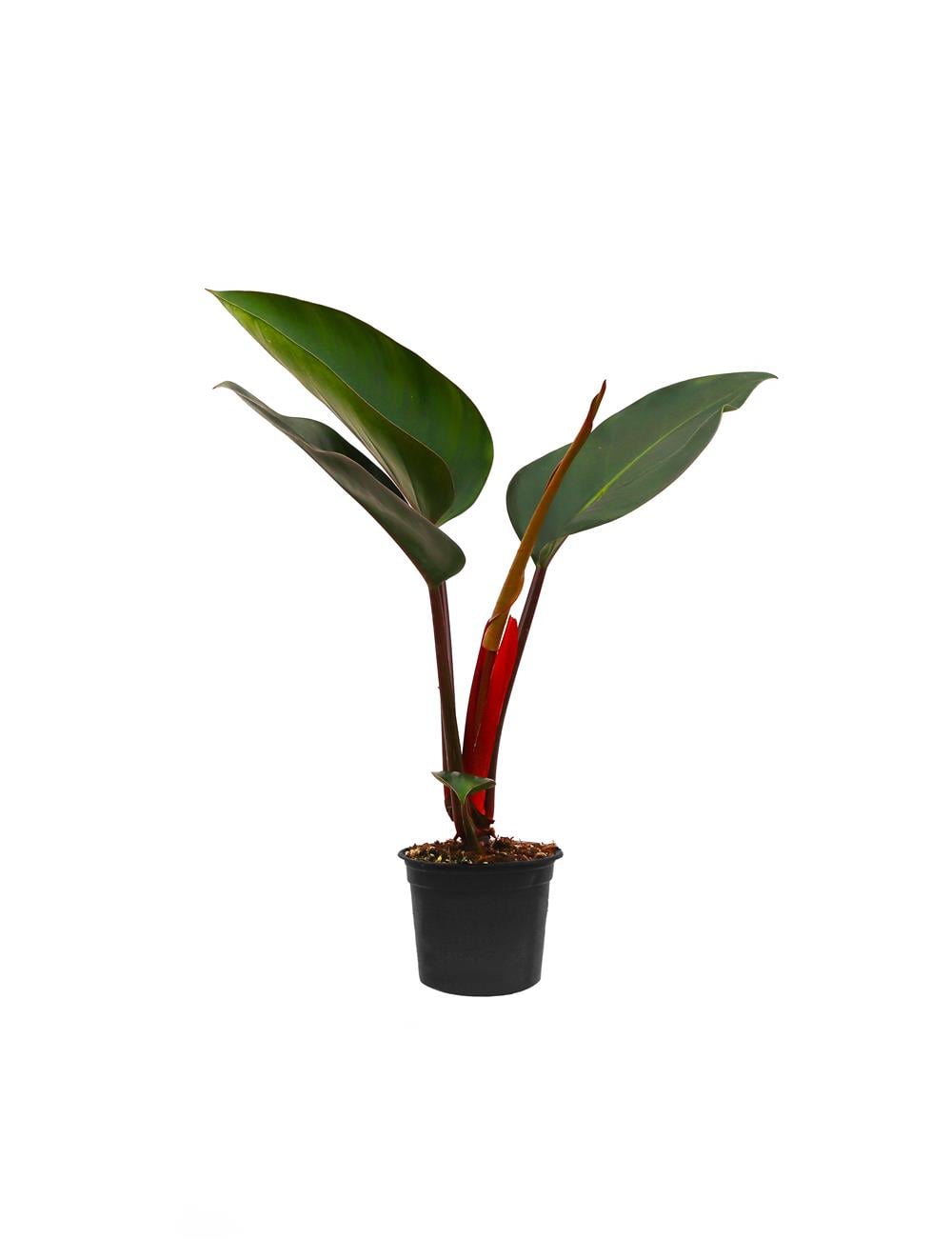 Philodendron Rojo Congo - kırmızı filodendron 40-60 cm
