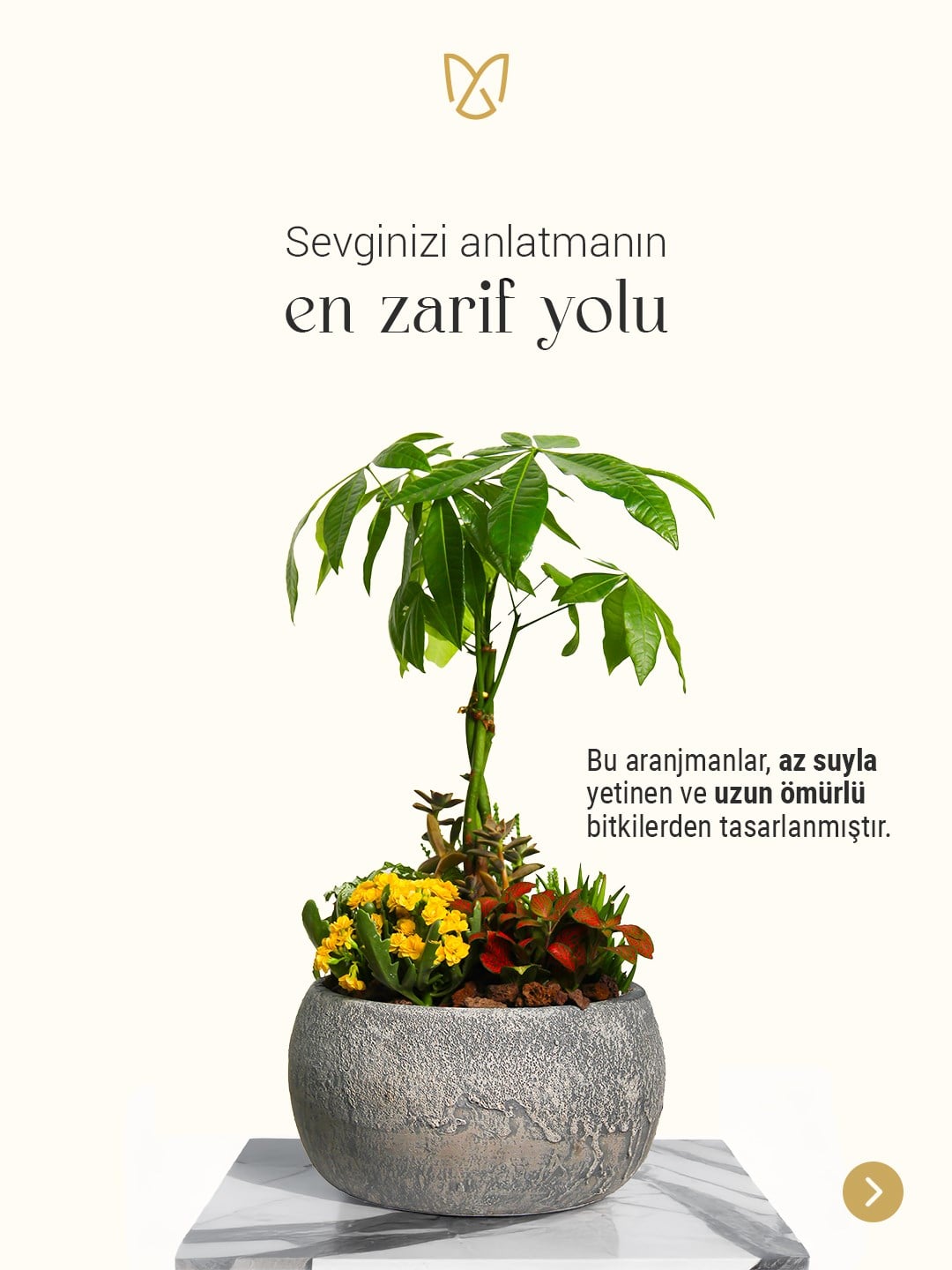 Premium Saksıda Özel Tasarım Bitki Aranjmanı