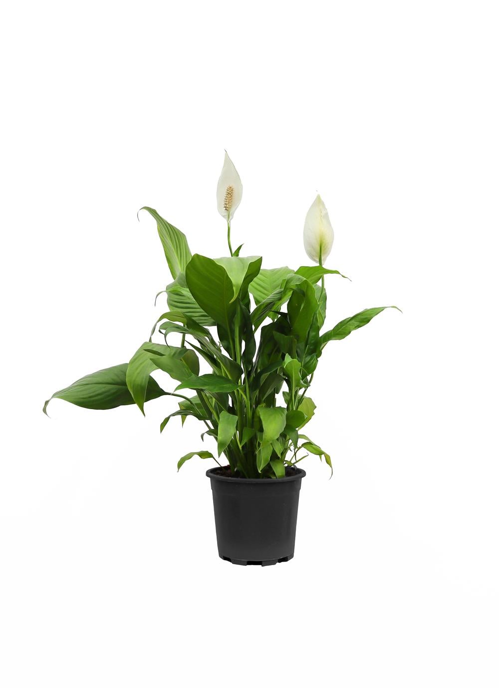 Spathiphyllum-Barış Çiçeği 20-40 CM