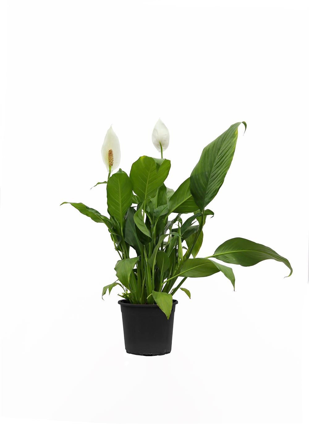 Spathiphyllum-Barış Çiçeği 20-40 CM