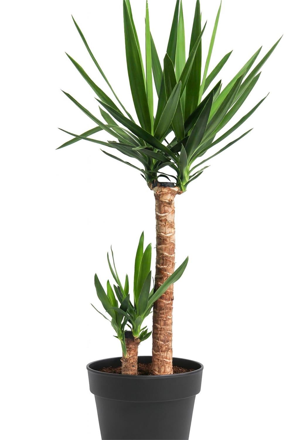 Yucca Tek Kollu - (Yuka ) 60-80cm