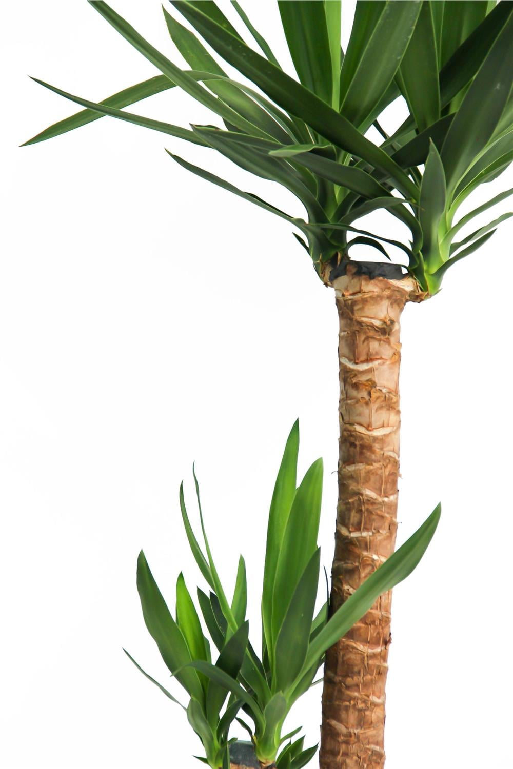 Yucca Tek Kollu - (Yuka ) 60-80cm