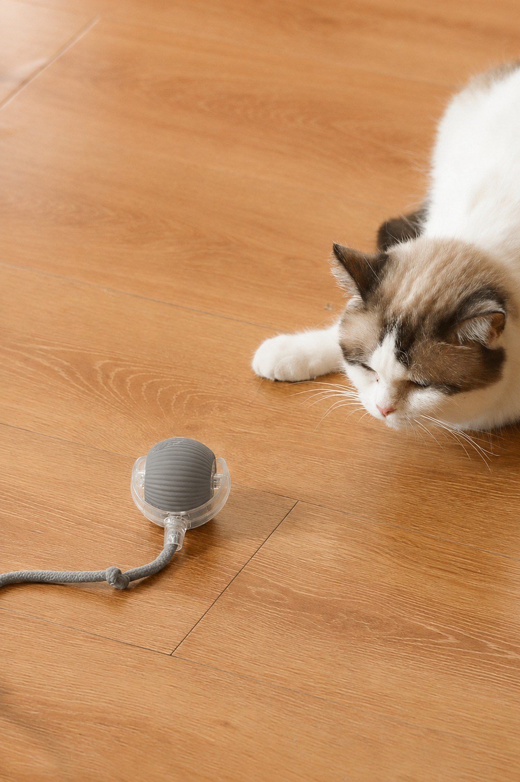 ŞARJLI KEDİ TOPU IŞIKLI HAREKETLİ 3 MODLU KEDİ OYUNCAĞI C02 GRİ