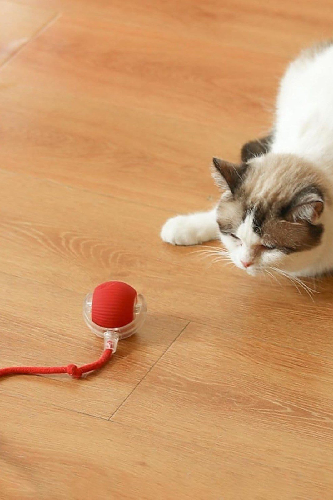 ŞARJLI KEDİ TOPU IŞIKLI HAREKETLİ 3 MODLU KEDİ OYUNCAĞI KIRMIZI C02