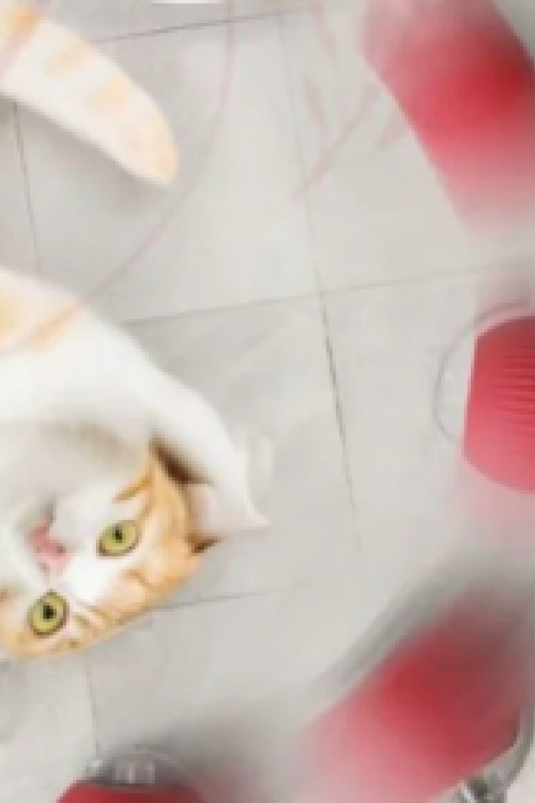 ŞARJLI KEDİ TOPU IŞIKLI HAREKETLİ 3 MODLU KEDİ OYUNCAĞI KIRMIZI C02
