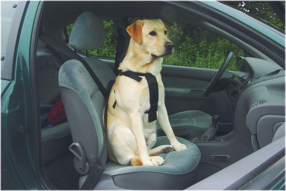 Beeztees Köpek Araç İçi Göğüs Tasması, Siyah, 40-65cm Göğüs Çapı, 15mm