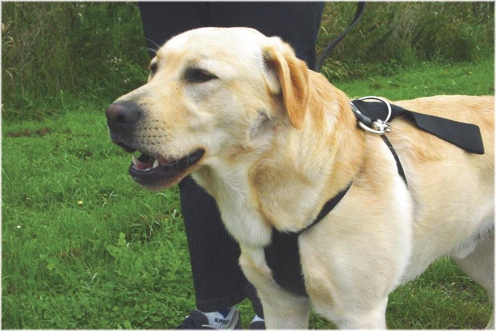 Beeztees Köpek Araç İçi Göğüs Tasması, Siyah, 70-75cm Göğüs Çapı, 25mm