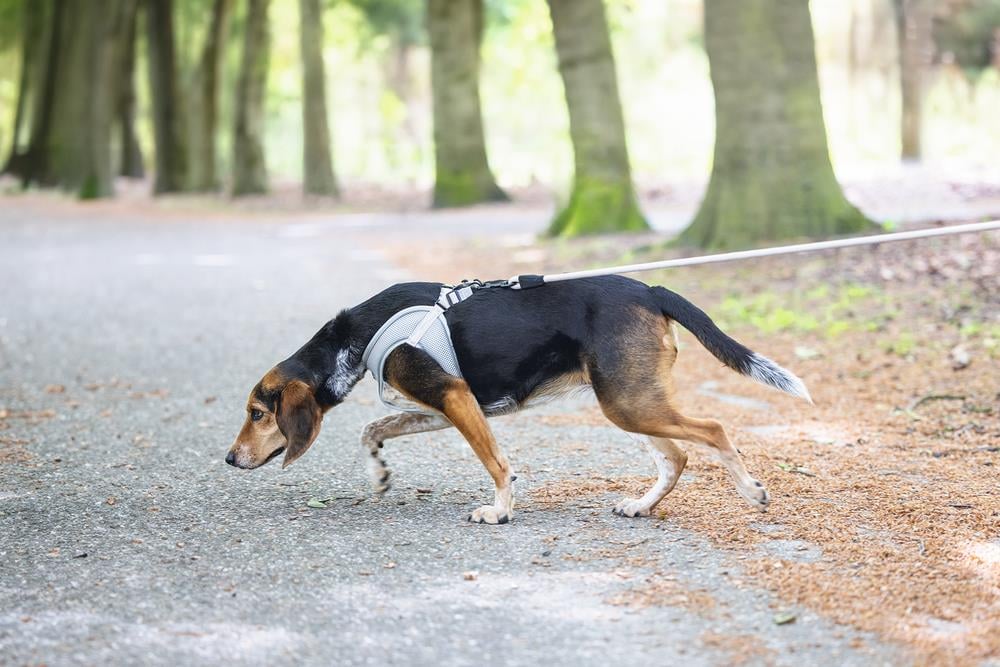 Beeztees Köpek Göğüs Tasması, Neopren, Gri, M, 41-46cm