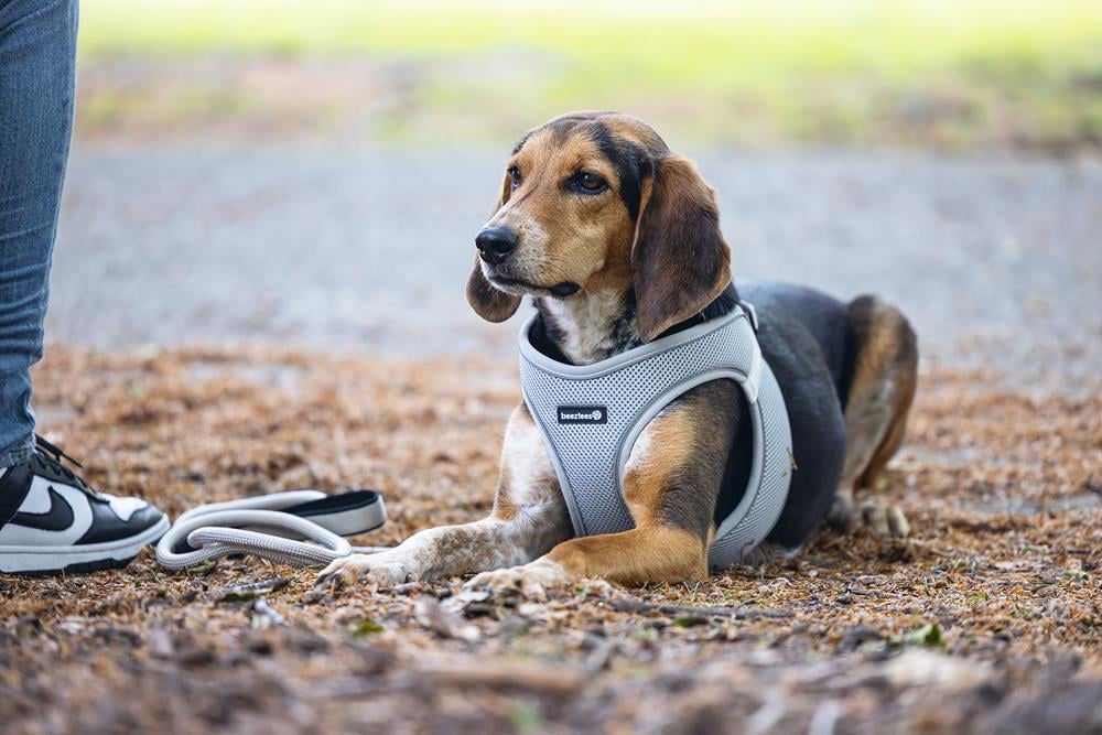 Beeztees Köpek Göğüs Tasması, Neopren, Gri, M, 41-46cm