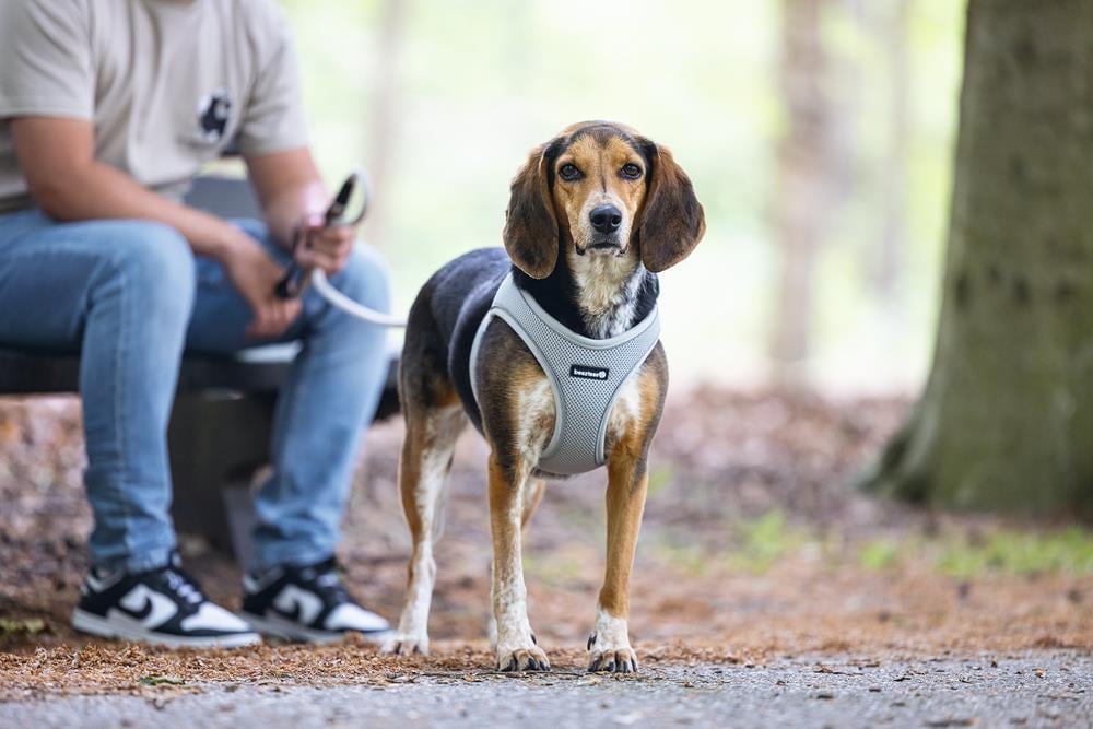 Beeztees Köpek Göğüs Tasması, Neopren, Gri, M, 41-46cm