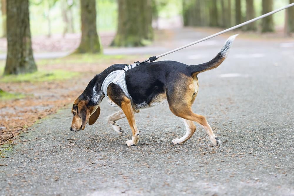 Beeztees Köpek Göğüs Tasması, Neopren, Gri, M, 41-46cm