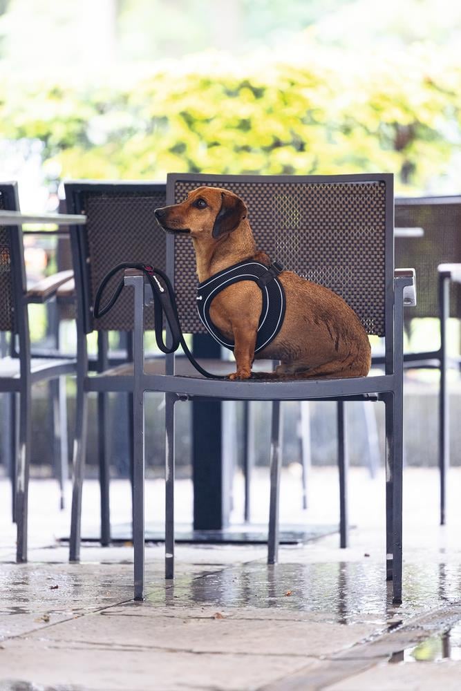 Beeztees Köpek Göğüs Tasması, Neopren, Siyah, S, 38-44cm