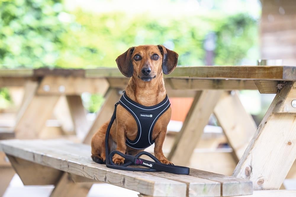 Beeztees Köpek Göğüs Tasması, Neopren, Siyah, S, 38-44cm