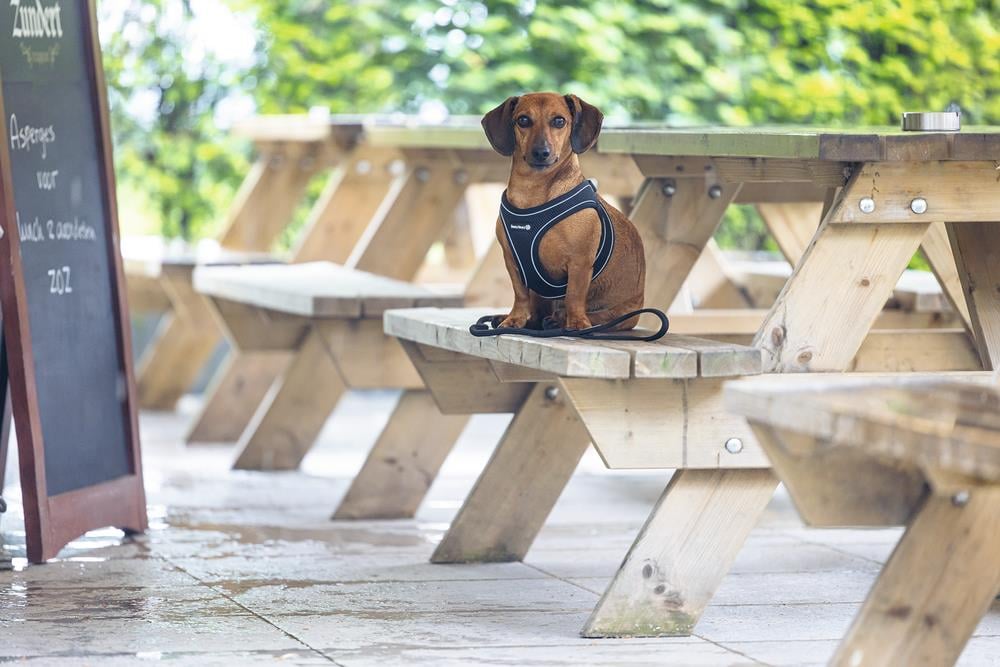 Beeztees Köpek Göğüs Tasması, Neopren, Siyah, S, 38-44cm