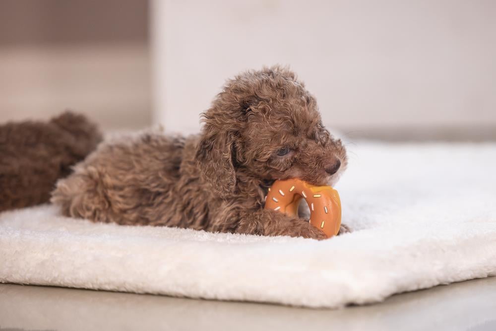 Beeztees Köpek Oyuncağı, Sesli, Donut, Lateks, Çeşitli Renklerde, 7x7x3cm