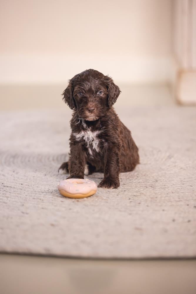 Beeztees Köpek Oyuncağı, Sesli, Donut, Lateks, Çeşitli Renklerde, 7x7x3cm