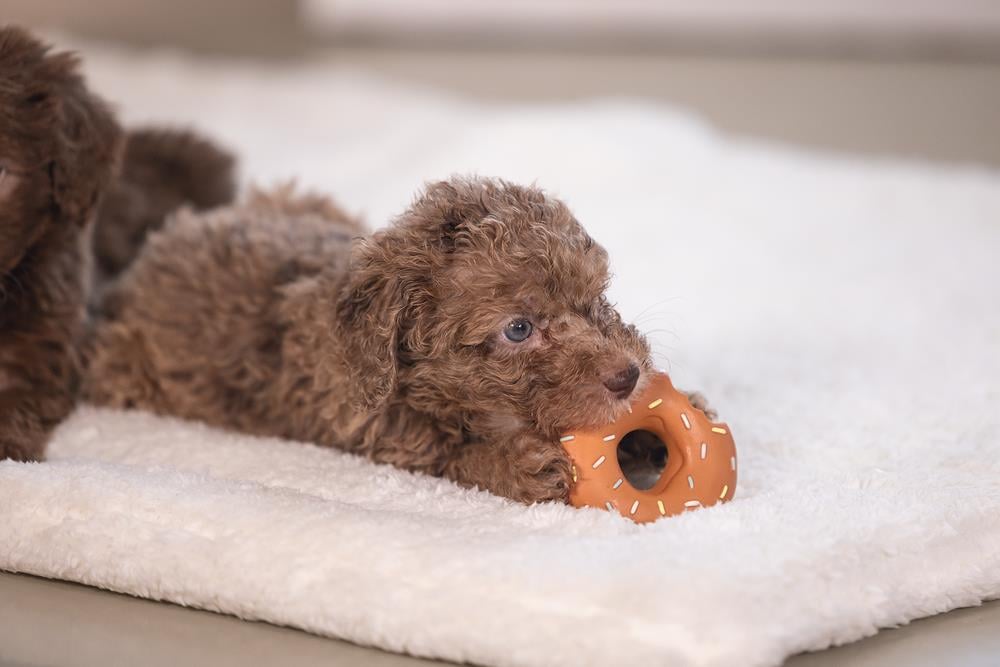 Beeztees Köpek Oyuncağı, Sesli, Donut, Lateks, Çeşitli Renklerde, 7x7x3cm