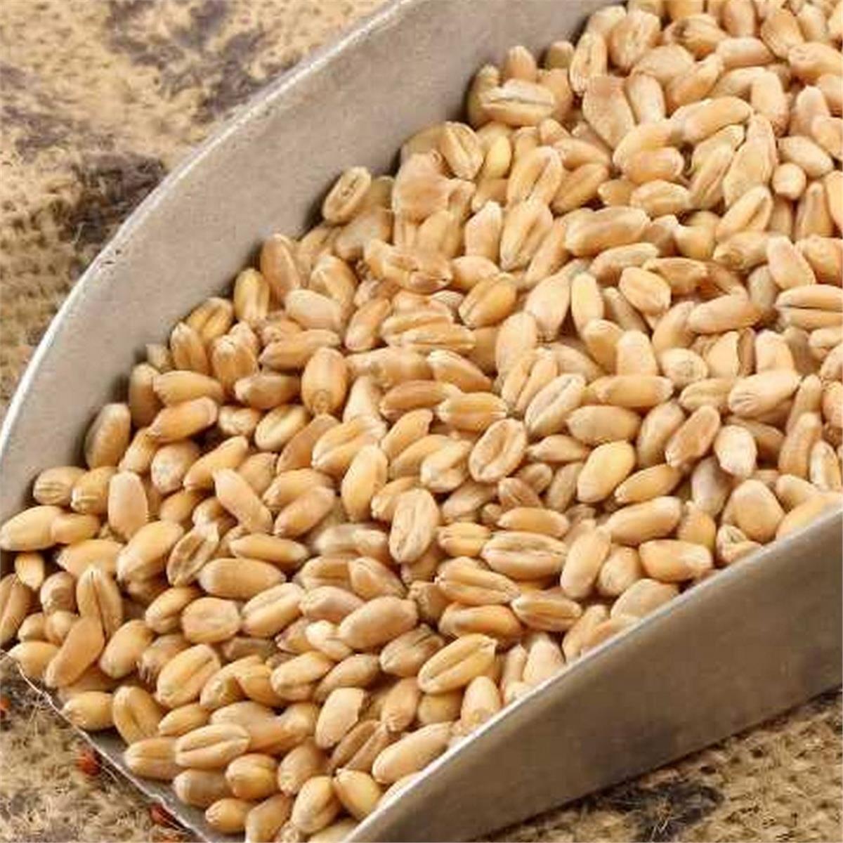 Özmenler Aşurelik Buğday 25 kg