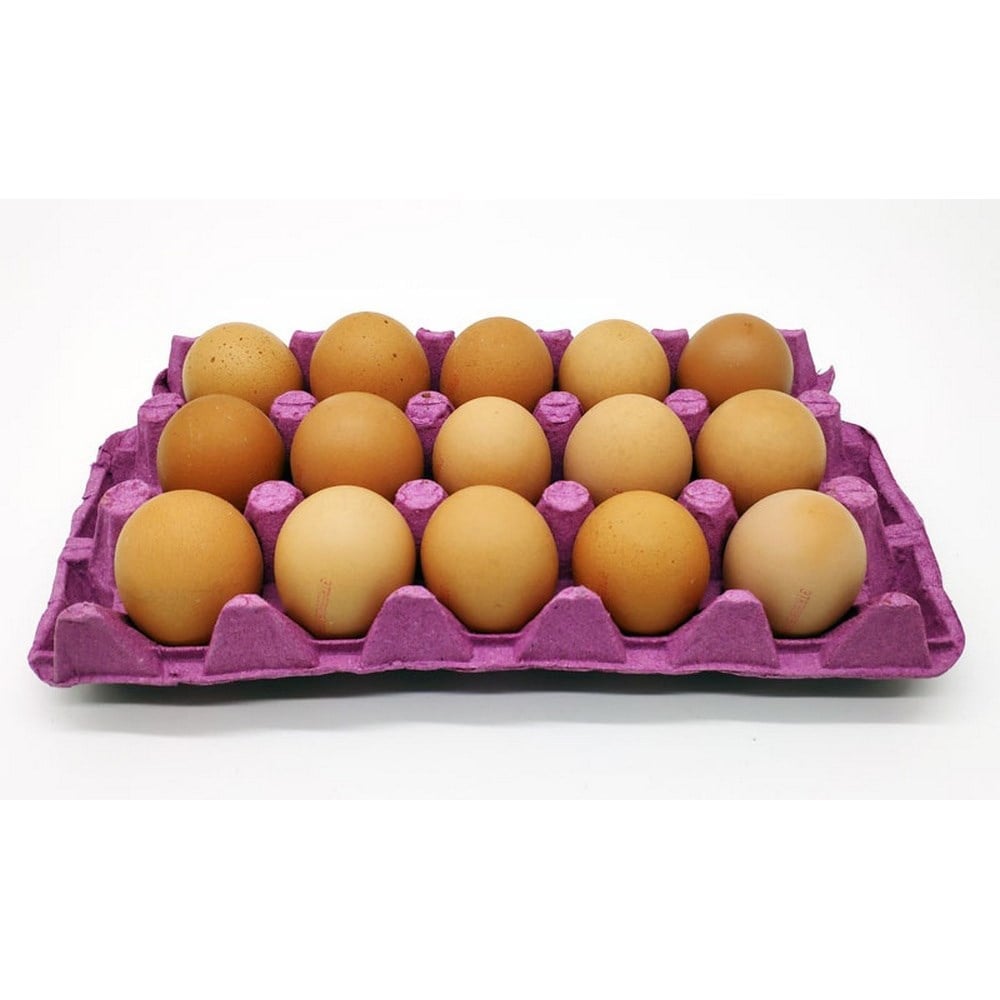 Yumurta Sarı 15 li Large Boy