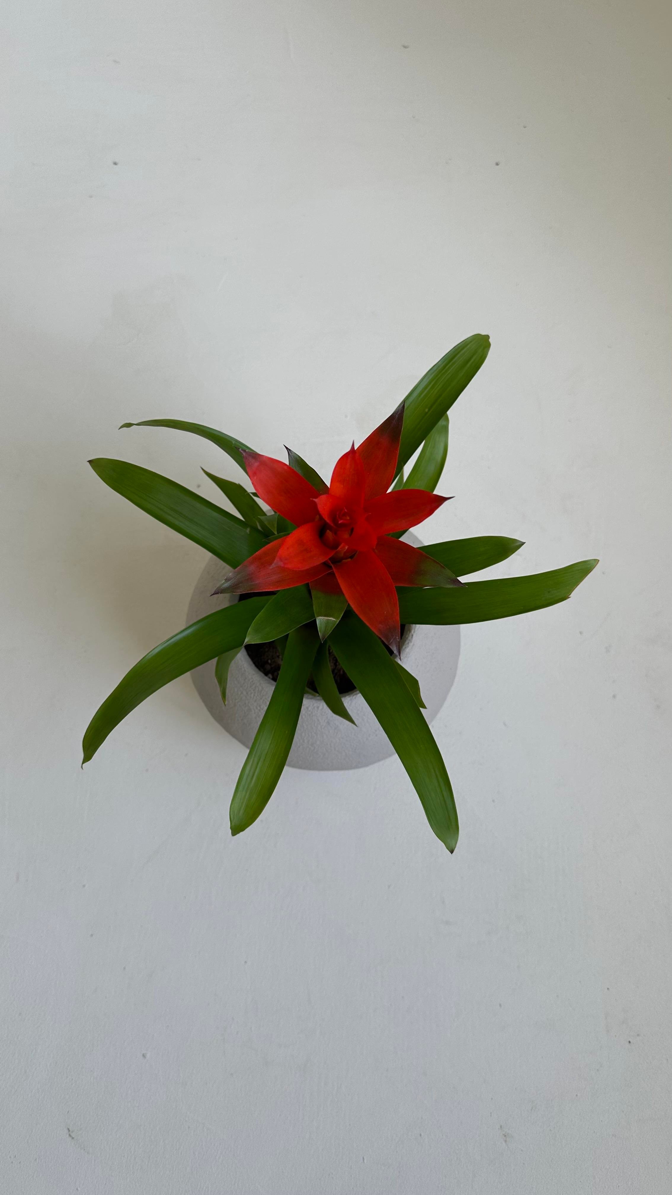 Küre Saksı 25 CM